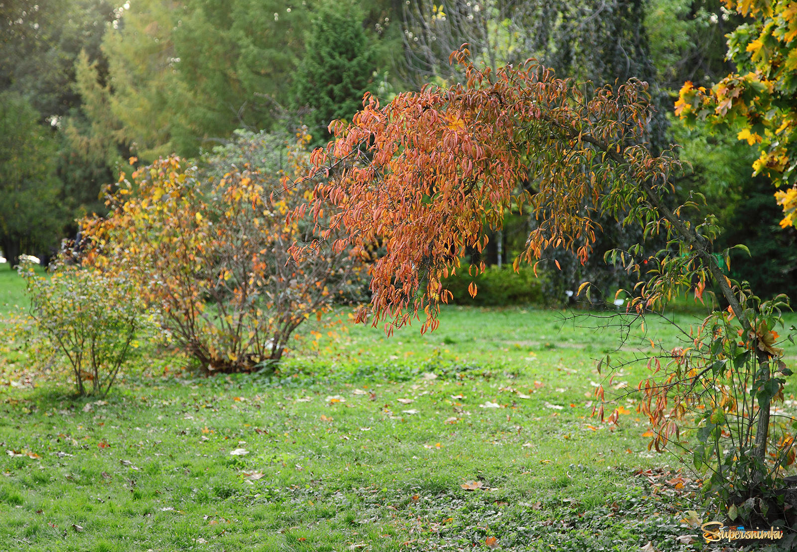 Осень в Ботаническом саду