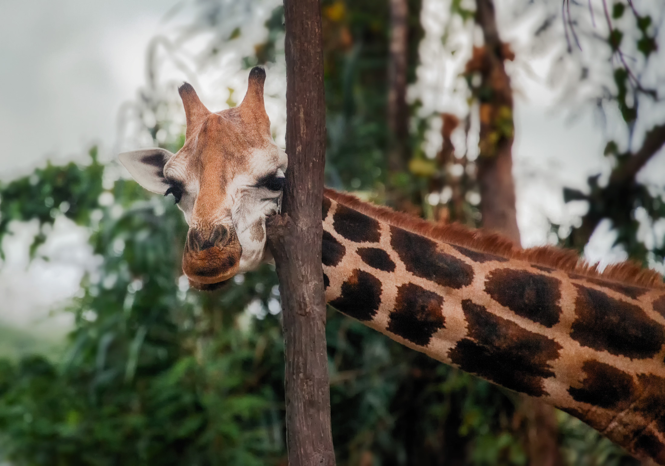 А у жирафа шея длинная... Танзания!