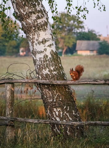 Белка песенки поет да орешки все грызет...