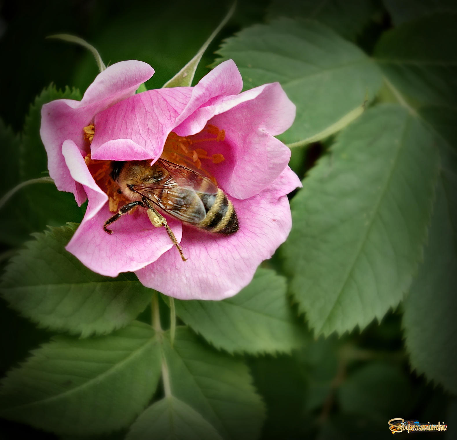 Пчелка на цветке шиповника