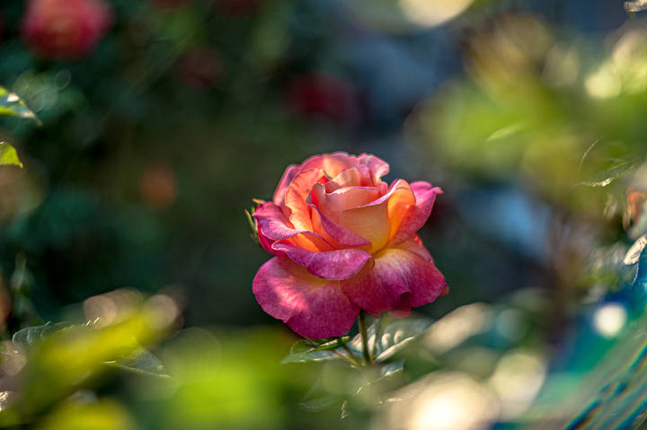 Rose