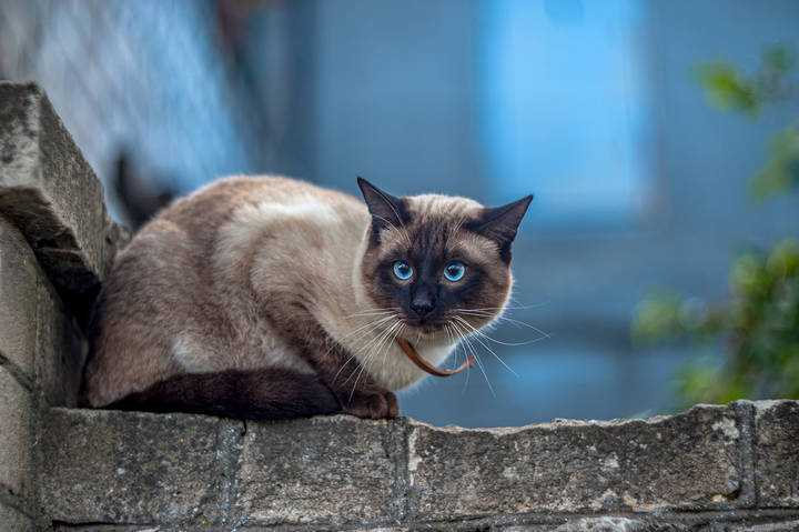 Blu-eyed Siamese 
