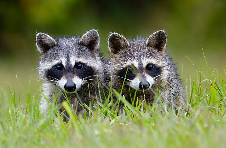 Young Raccoons - Енотики
