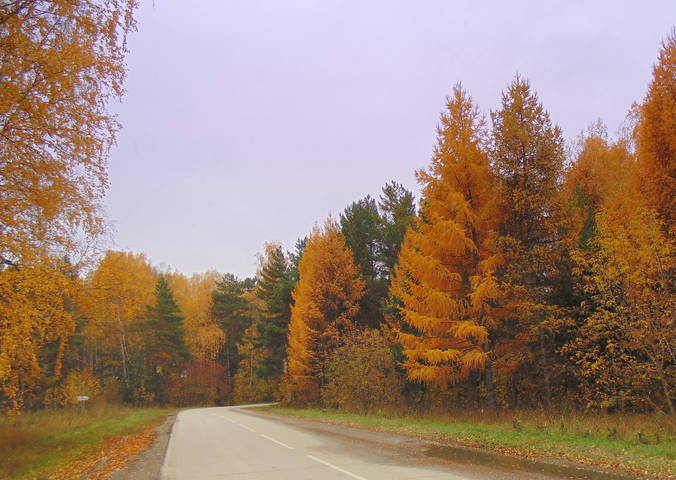 Лесными дорогами .