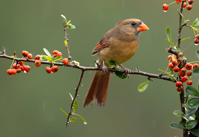 Female Northern Cardinal. Самка. Красный Кардинал
