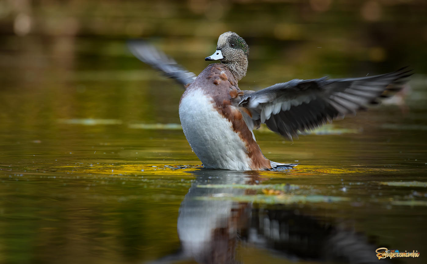 American Wigeon (male) ~ Fall migration 2020