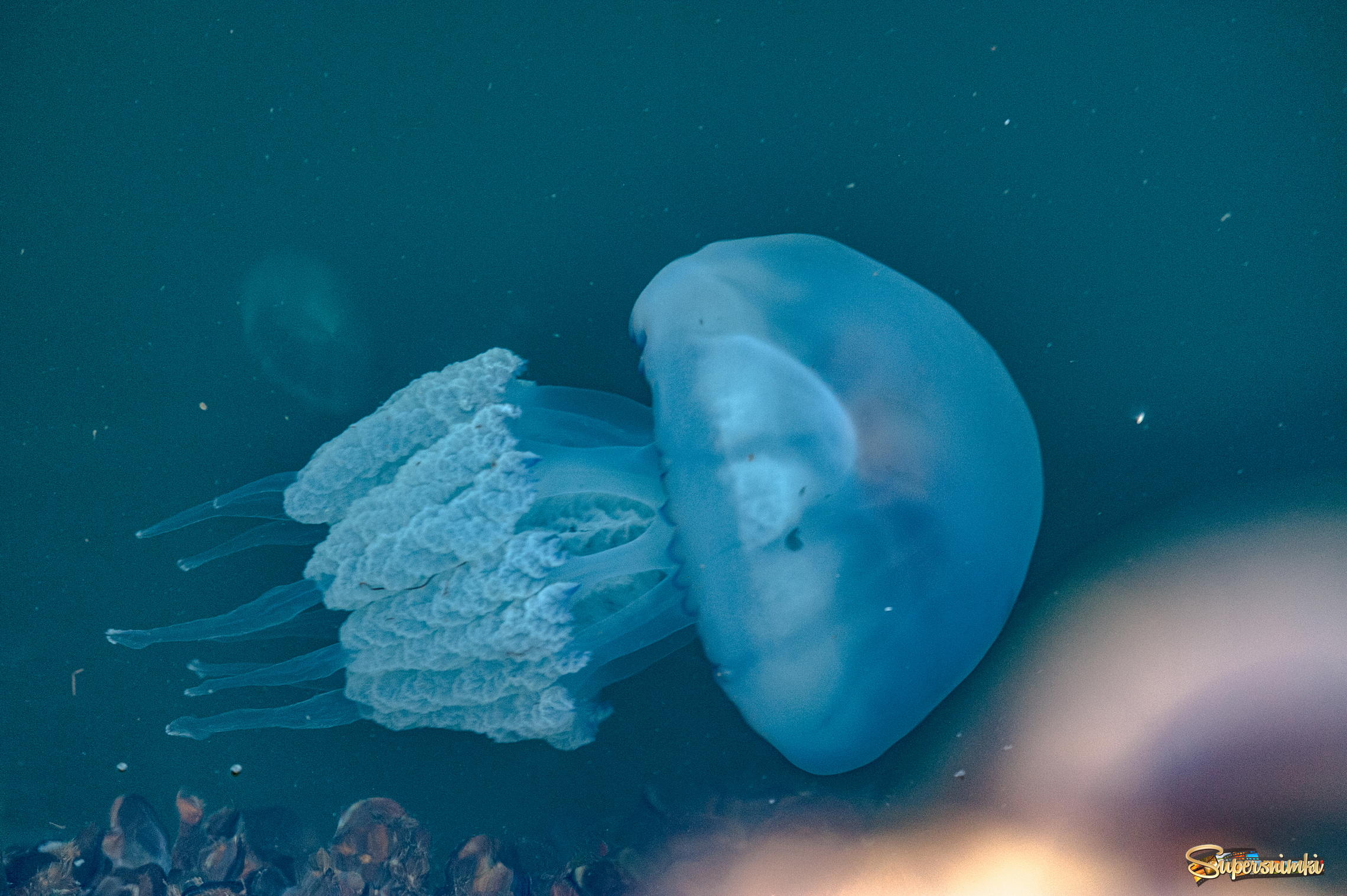 Сцифоидные медузы корнерот