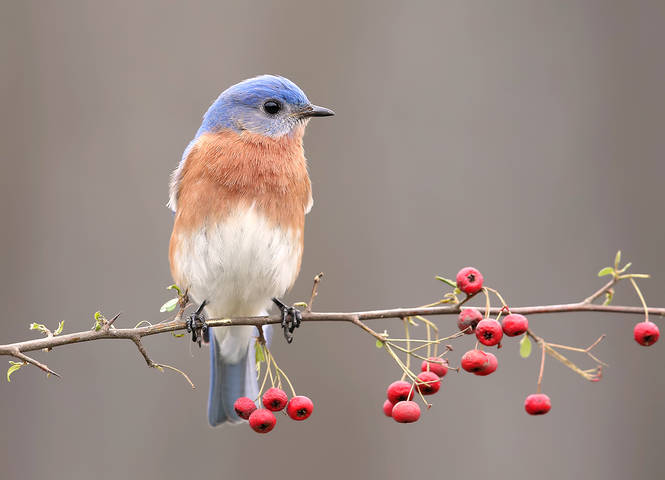 Восточная сиалия - Eastern Bluebird male