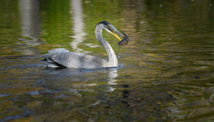 Great Blue Heron (immature)