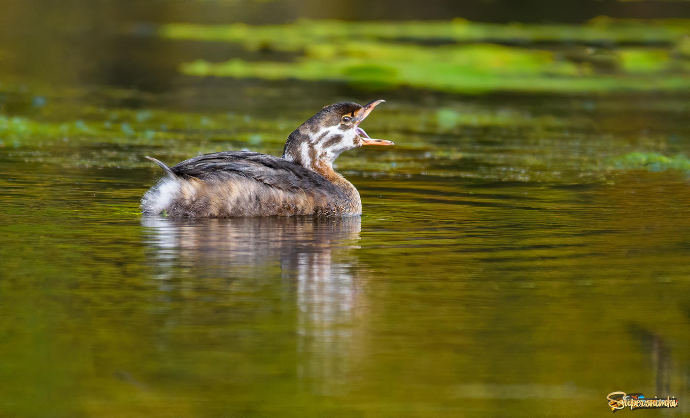 Pied-billed Grebe (juvenile 2020 Fall migration)