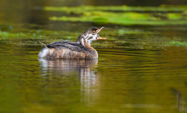 Pied-billed Grebe (juvenile 2020 Fall migration)