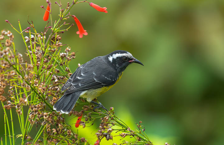 Bananaquit