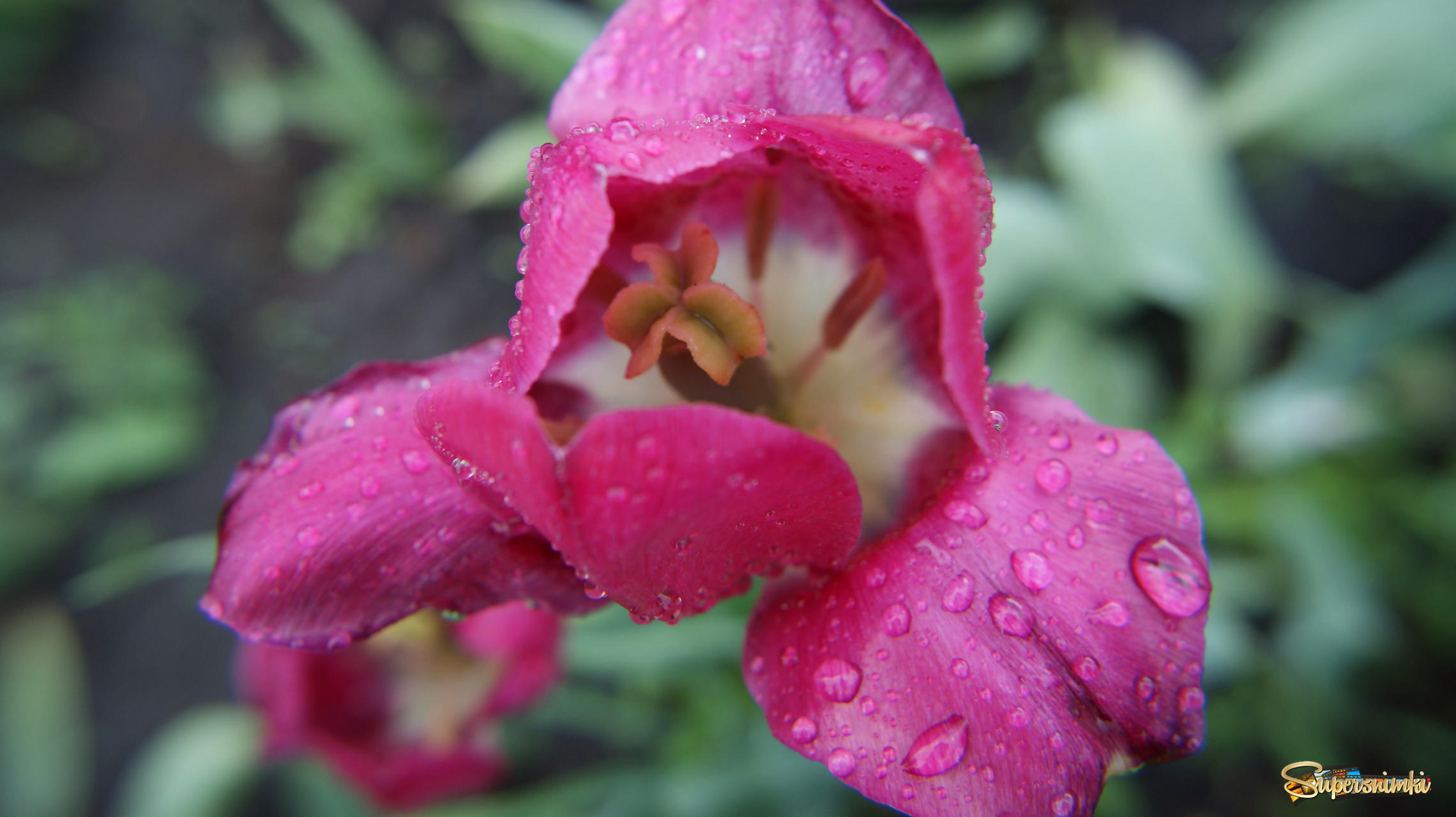 Открытый цветок с каплями дождя