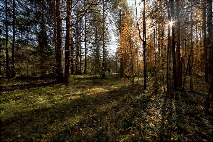 По лесной тропинке