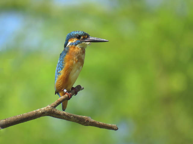 Обыкновенный зимородок (Common Kingfisher)