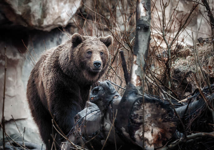 Взгляд... ZOO Инсбрук.Австрия!