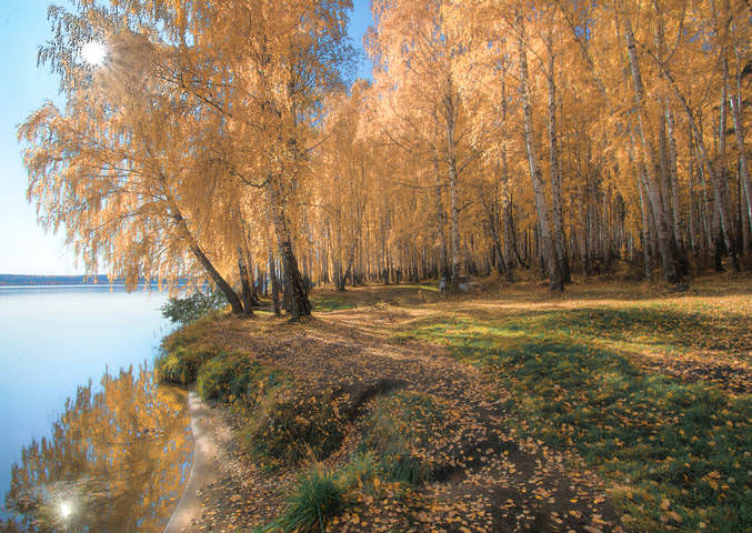 Осенние березы