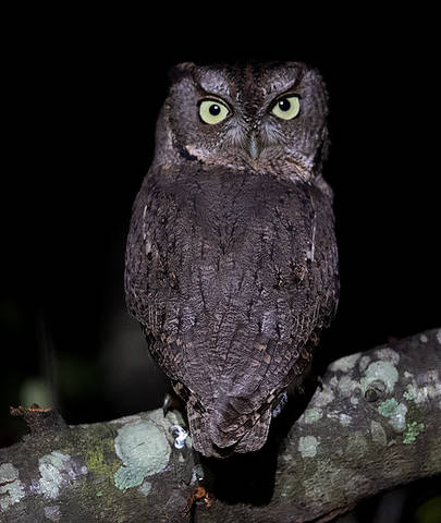 Night little Owl - Сова