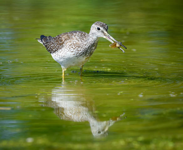 Greater yellowlegs 