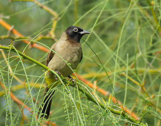 Бюльбюль желтопоясничный (Pycnonotus xanthopygos)