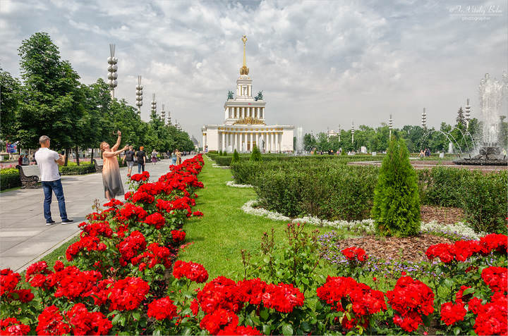 Цветущие розы на территории ВДНХ