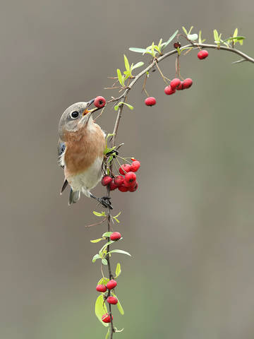 Аммм....Eastern Bluebird female Восточная сиалия (самка).