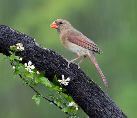 Female Northern Cardinal - Самка. Красный кардинал