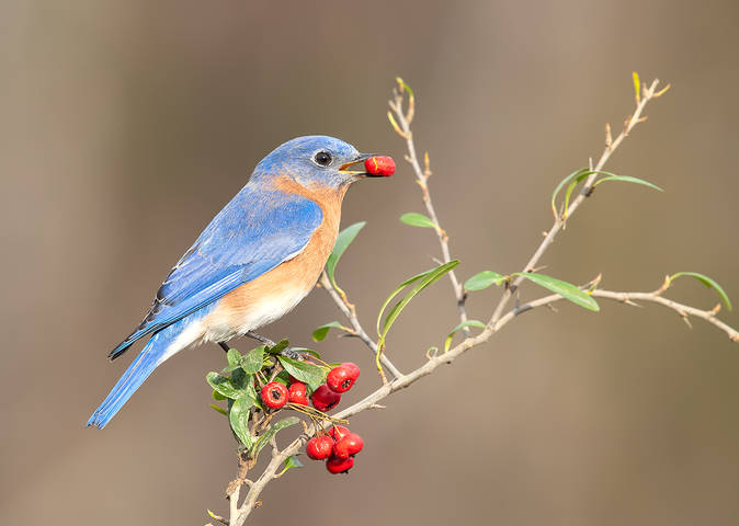 Восточная сиалия - Eastern Bluebird male