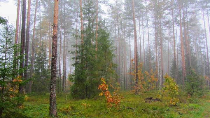 Туманное утро в лесу