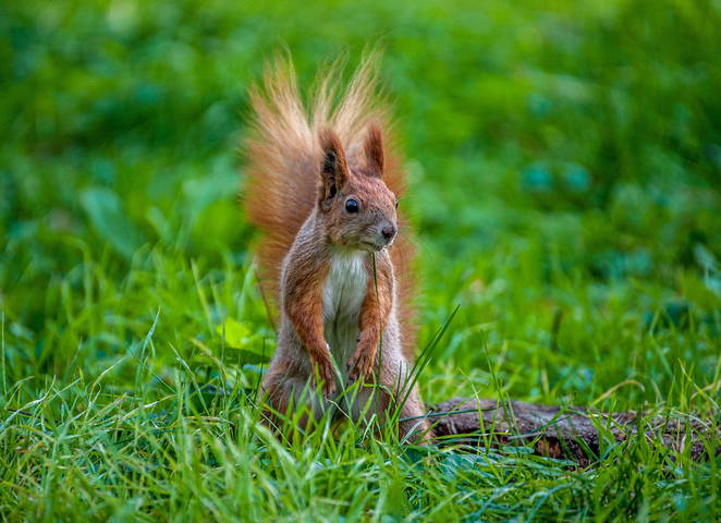 Squirrel