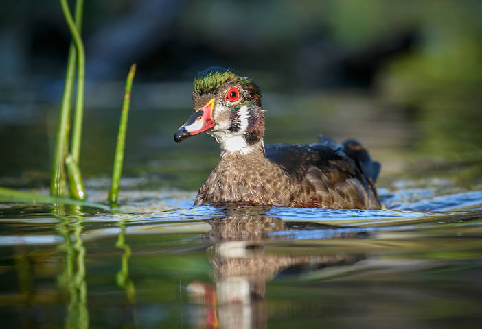 Wood duck (immature, male)