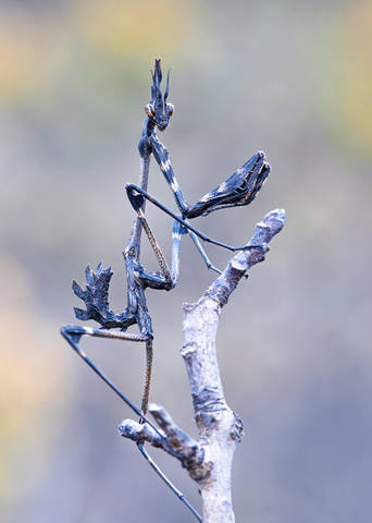Empusa fasciata