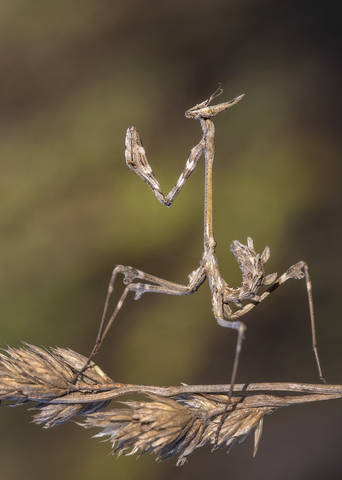 Empusa fasciata