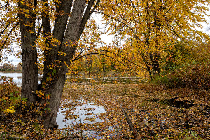 Залиствело