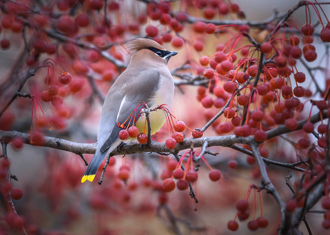 Cedar waxwing