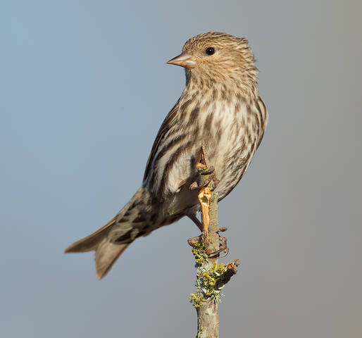 Сосновый чиж - Pine Siskin