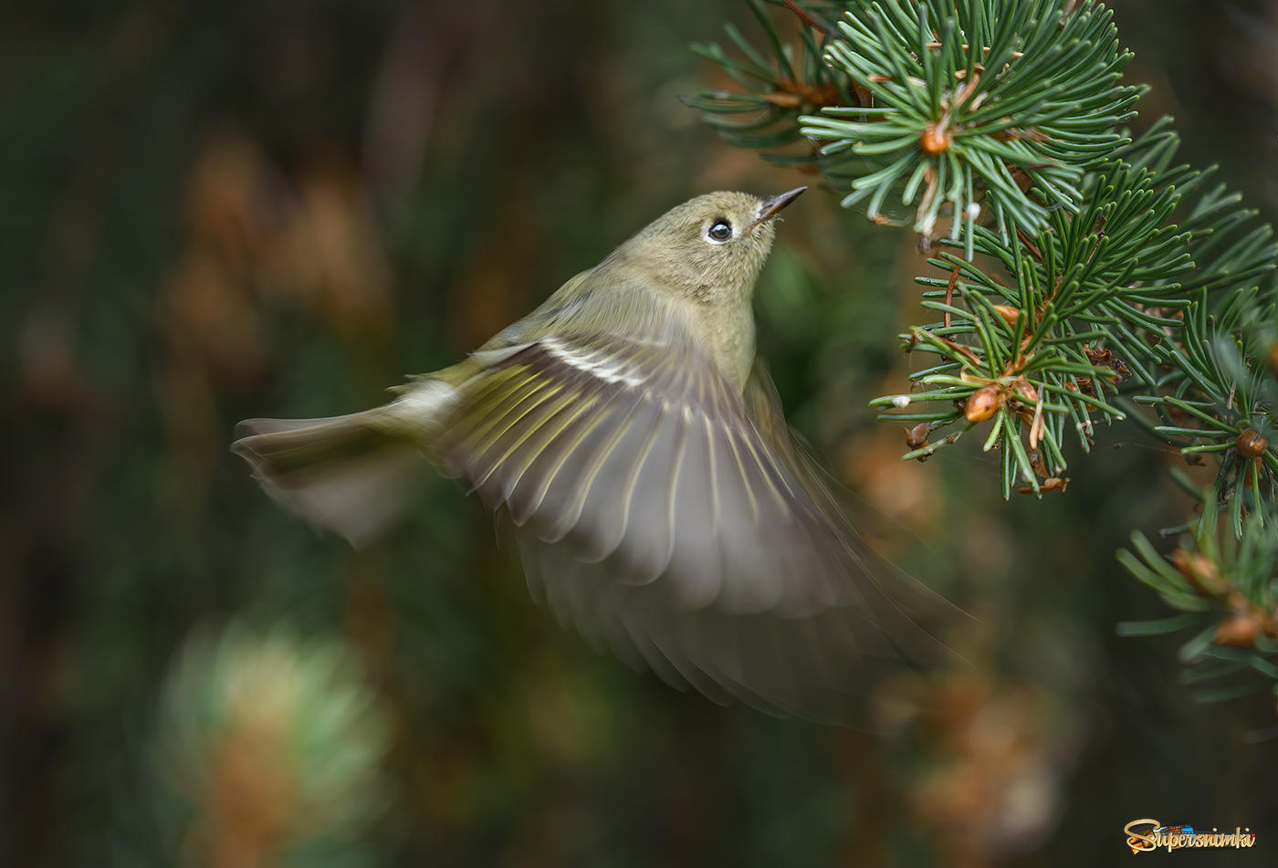 Ruby-crowned Kinglet (fall migration)