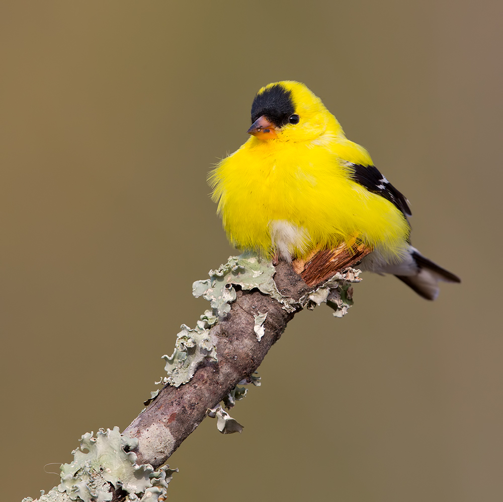 American Goldfinch - Американский чиж