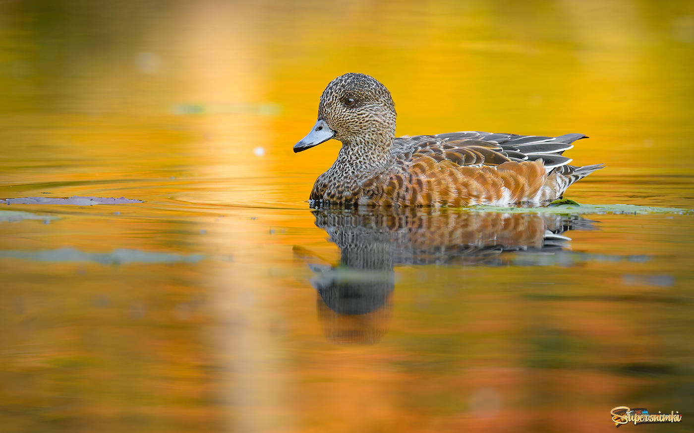 American Wigeon (female) ~ Fall migration 2020