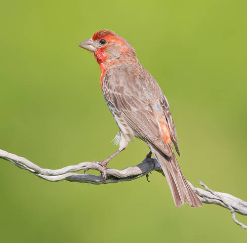 Мексиканская чечевица - House finch