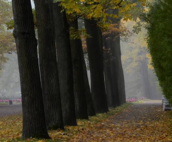 В старом парке.... 
