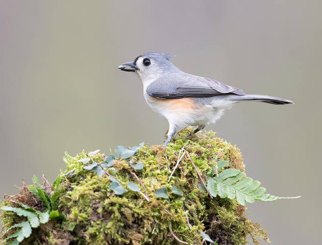 Tufted Titmouse -Острохохлая синица