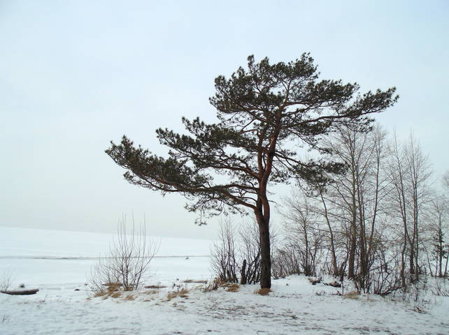 Одинокая сосна в ноябре. 