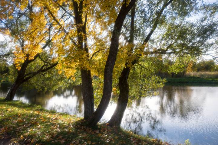 Кленовое варенье