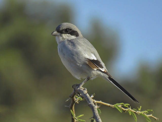 Серый сорокопут ( Lanius meridionalis )