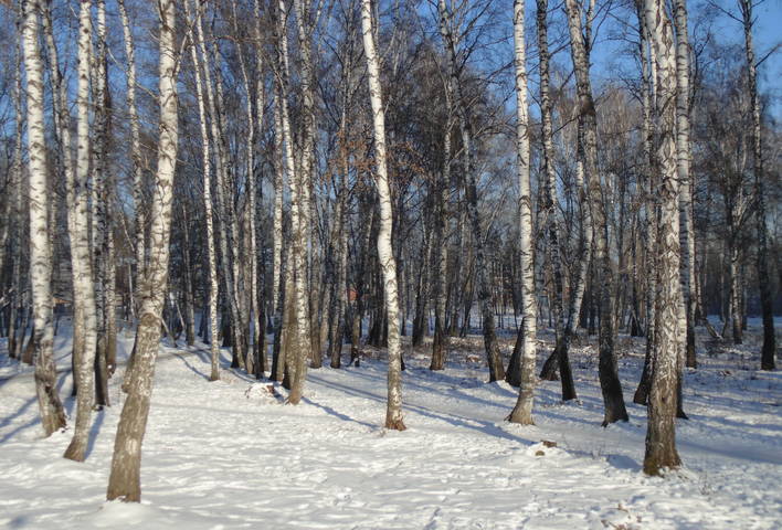 Солнечный день .