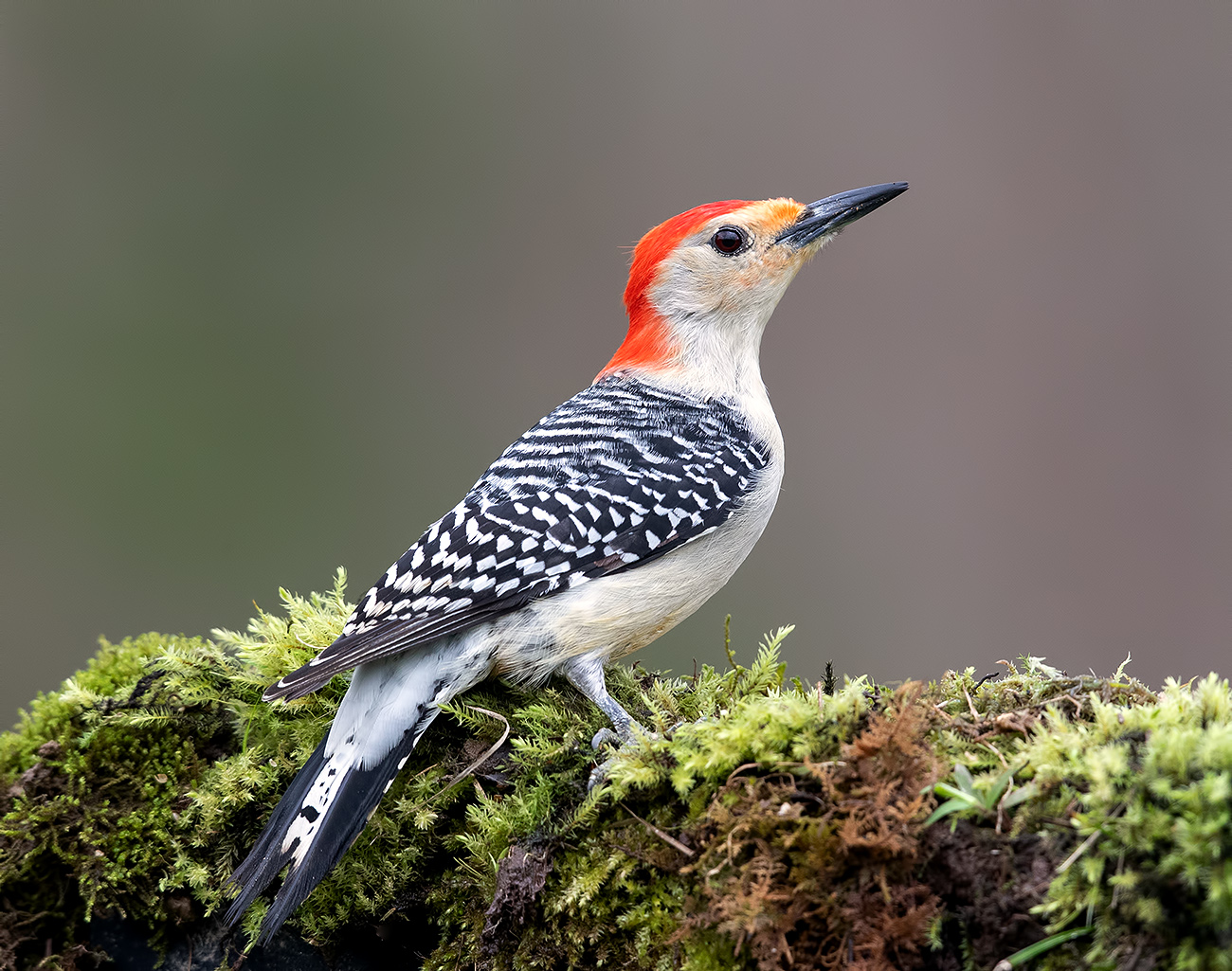 Каролинский меланерпес. Red-bellied Woodpecker male
