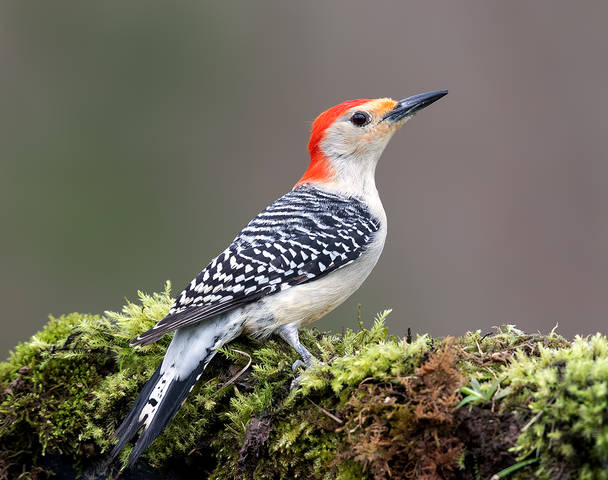 Каролинский меланерпес. Red-bellied Woodpecker male