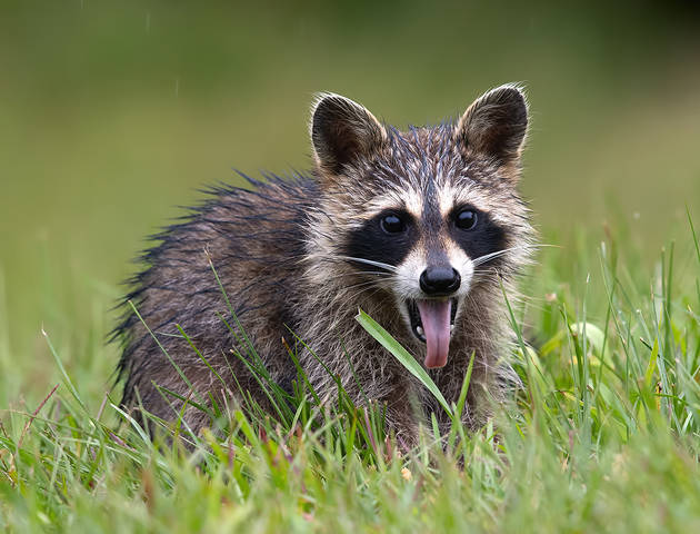 Енот-полоскун - Raccoon