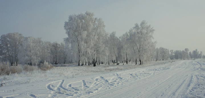 Деревья вдоль дороги фото